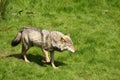 EUROPEAN GREY WOLF