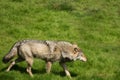 EUROPEAN GREY WOLF