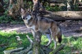 European Grey Wolf, Canis lupus in a german park