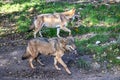 European Grey Wolf, Canis lupus in a german park