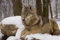 European grey wolf (Canis lupus lupus)