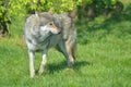 European grey wolf, Canis lupus lupus Royalty Free Stock Photo