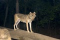 European grey wolf (Canis lupus) at night Royalty Free Stock Photo