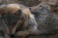 European grey wolf, Canis lupus lupus, showing communal behaviour while resting with young Royalty Free Stock Photo