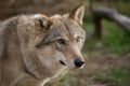 European grey wolf Royalty Free Stock Photo