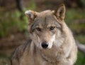 European grey wolf Royalty Free Stock Photo