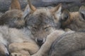 European grey wolf pups cuddling together, Canis lupus lupus Royalty Free Stock Photo