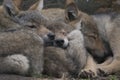 European grey wolf pups cuddling together, Canis lupus lupus Royalty Free Stock Photo