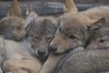 European grey wolf pups cuddling together, Canis lupus lupus Royalty Free Stock Photo