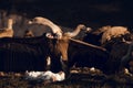 European griffon vultures Gyps fulvus fulvus eating at sunrise with open wings