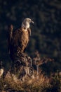 European griffon vultures Gyps fulvus fulvus eating at sunrise in Pyrenees mountains in Spain