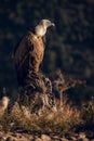 European griffon vultures Gyps fulvus fulvus eating at sunrise in Pyrenees mountains in Spain