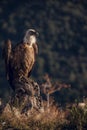 European griffon vultures Gyps fulvus fulvus eating at sunrise in Pyrenees mountains in Spain