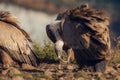 European griffon vultures Gyps fulvus fulvus eating at sunrise in Pyrenees mountains in Spain