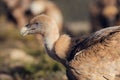 European griffon vultures Gyps fulvus fulvus eating at sunrise in Pyrenees mountains in Spain