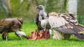 European griffon vultures