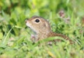 European ground squirrel, Citellus citellus