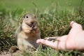 European ground squirrel eating seeds from hand Royalty Free Stock Photo