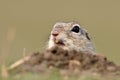 European ground squirrel on field (Spermophilus citellus) Royalty Free Stock Photo