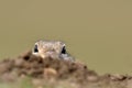 European ground squirrel on field (Spermophilus citellus) Royalty Free Stock Photo