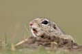 European ground squirrel on field (Spermophilus citellus) Royalty Free Stock Photo