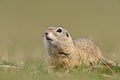 European ground squirrel on field (Spermophilus citellus) Royalty Free Stock Photo
