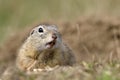 European ground squirrel on field (Spermophilus citellus) Royalty Free Stock Photo