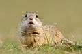 European ground squirrel on field (Spermophilus citellus) Royalty Free Stock Photo