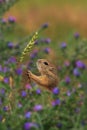 European ground squirrel and grain cob Royalty Free Stock Photo