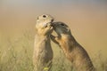 European ground squirrel