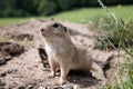 European ground squirrel munching on grass