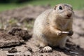 European ground squirrel munching on seeds