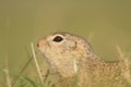 European Ground Squirrel