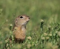 European ground squirrel (Spermophilus citellus) Royalty Free Stock Photo