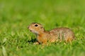 European ground squirrel (Spermophilus citellus)