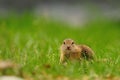 European ground squirrel (Spermophilus citellus) Royalty Free Stock Photo