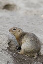 European ground squirrel Spermophilus citellus Royalty Free Stock Photo