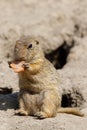 European ground squirrel Spermophilus citellus Royalty Free Stock Photo