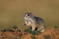 European ground squirrel (Spermophilus citellus)