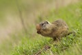 European ground squirrel Spermophilus citellus Royalty Free Stock Photo