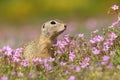 The European ground squirrel Spermophilus citellus Royalty Free Stock Photo
