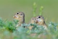 European ground squirrel (Spermophilus citellus)