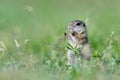 European ground squirrel (Spermophilus citellus) - juvenile