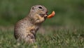 European ground squirrel feeding on meadow, animal