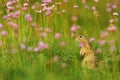 European Ground Squirrel, Spermophilus citellus, sitting in the green grass with pink flower bloom during summer, detail animal po
