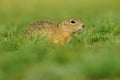 European Ground Squirrel, Spermophilus citellus, sitting in the green grass during summer, Czech Royalty Free Stock Photo