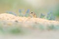 European Ground Squirrel, Spermophilus citellus, sitting in the green grass during summer, detail animal portrait, Czech Republic Royalty Free Stock Photo