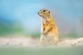 European Ground Squirrel, Spermophilus citellus, sitting in the green grass during summer, detail animal portrait, Czech Republic Royalty Free Stock Photo