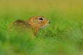 European Ground Squirrel, Spermophilus citellus, sitting in the green grass during summer, detail animal portrait, Czech Republic