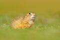 European Ground Squirrel, Spermophilus citellus, sitting in the green grass during summer, detail animal portrait, Czech Republic. Royalty Free Stock Photo